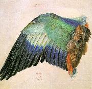 Wing of a Roller Albrecht Durer